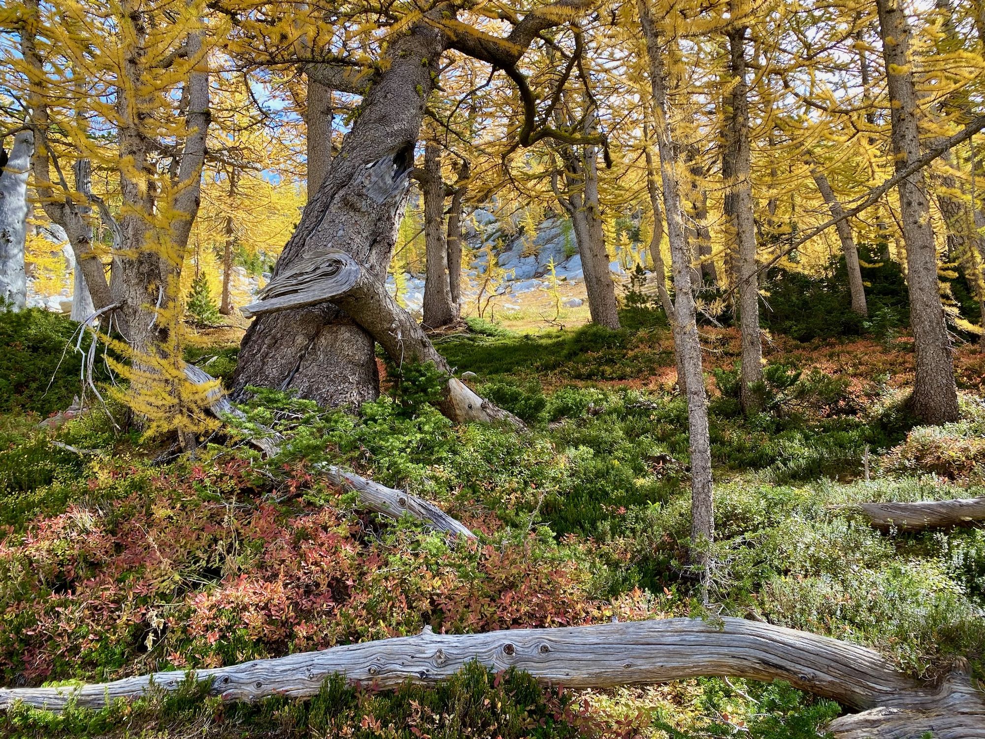Old-growth larch tree in a subalpine forest near Bellingham, WA